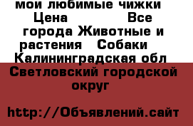 мои любимые чижки › Цена ­ 15 000 - Все города Животные и растения » Собаки   . Калининградская обл.,Светловский городской округ 